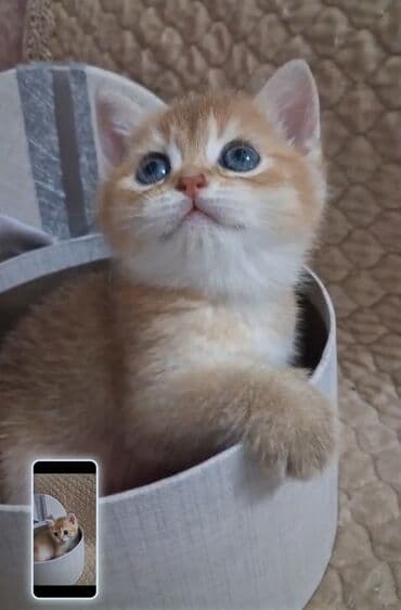 Şinşilla, Dişi, Yaxşı əllərə, Ünvandan götürmə, Ödənişli çatdırılma lalafo.az -da Şinşilla, Dişi, Yaxşı əllərə, Ünvandan götürmə, Ödənişli çatdırılma