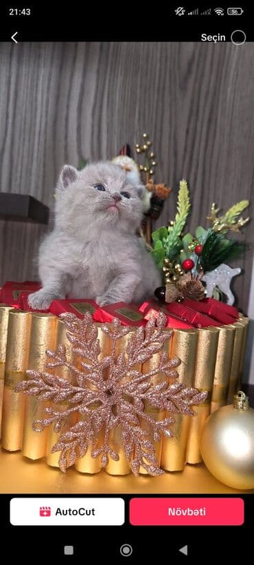 Şinşilla, Dişi lalafo.az -da Şinşilla, Dişi