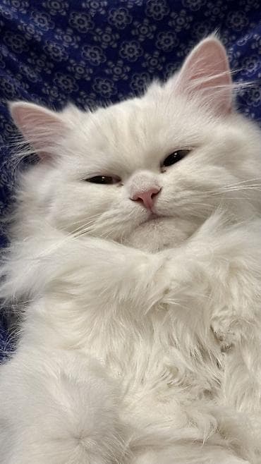 Tam ağ tüklü, uzun tüklü ev pişiyi - Rəng: qar kimi ağ, burnu açıq lalafo.az -da Tam ağ tüklü, uzun tüklü ev pişiyi - Rəng: qar kimi ağ, burnu açıq