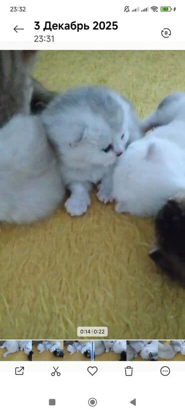 Şinşilla, Erkək, Dişi lalafo.az -da Şinşilla, Erkək, Dişi