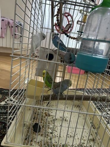 Papuqaylar ve qefes daxil ölçü(40/60) 110 manata satılır Elaqe lalafo.az -da Papuqaylar ve qefes daxil ölçü(40/60) 110 manata satılır Elaqe