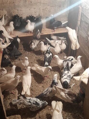 Salam ucuslu quslar var tergidmeler var ucuslu boynu gullu ag baslar lalafo.az -da Salam ucuslu quslar var tergidmeler var ucuslu boynu gullu ag baslar