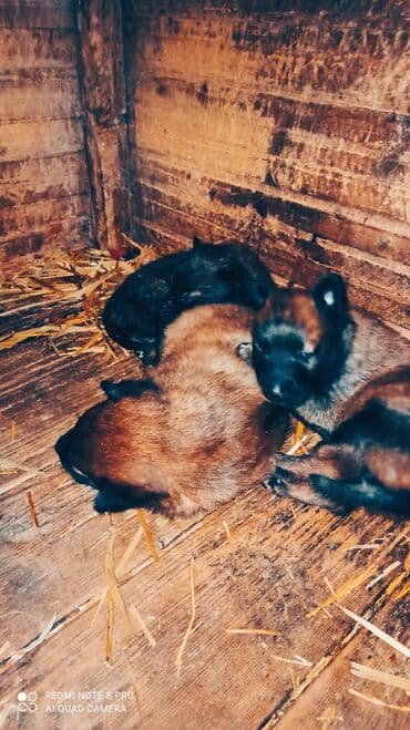Tecılı Temiz cins Malinoas (Belçika)avcarkasi balaları satılır erkek lalafo.az -da — 2 Tecılı Temiz cins Malinoas (Belçika)avcarkasi balaları satılır erkek — 2