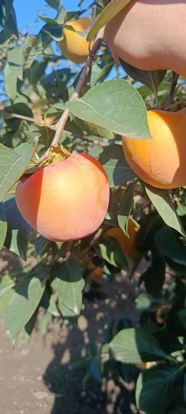 Сухофрукты: Məhsulun heç bir çürüyü yoxdur.Ağacda qalıb dərilmiyib.Kim istəyir at lalafo.az — 4 Сухофрукты: Məhsulun heç bir çürüyü yoxdur.Ağacda qalıb dərilmiyib.Kim istəyir — 4