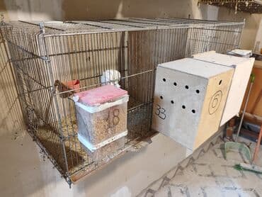 Iki bölməli quş qəfəsləri. uzunu 1m, eni 30sm, hünd 40sm. agıllı yem lalafo.az -da Iki bölməli quş qəfəsləri. uzunu 1m, eni 30sm, hünd 40sm. agıllı yem