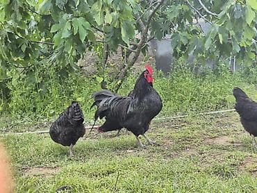 Toyuq, Damazlıq lalafo.az -da Toyuq, Damazlıq