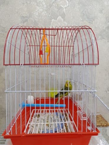 Tutuqusu satiram. Oz quslarimin balasidir.Disi qusdur.Teze yeme dusub lalafo.az -da Tutuqusu satiram. Oz quslarimin balasidir.Disi qusdur.Teze yeme dusub