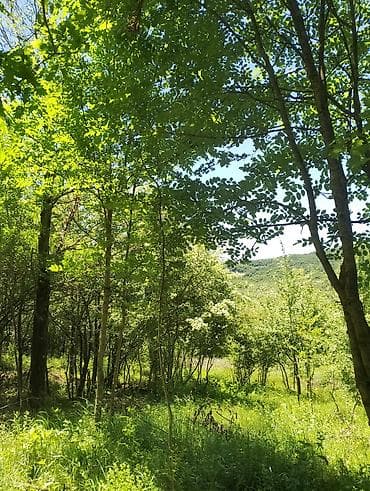Tikinti, Mülkiyyətçi lalafo.az -da Tikinti, Mülkiyyətçi