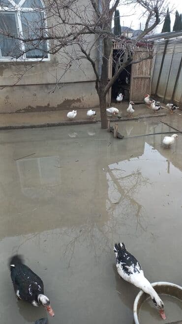 Erkək, | Lal ördək, Ətlik, Ünvandan götürmə lalafo.az -da Erkək, | Lal ördək, Ətlik, Ünvandan götürmə