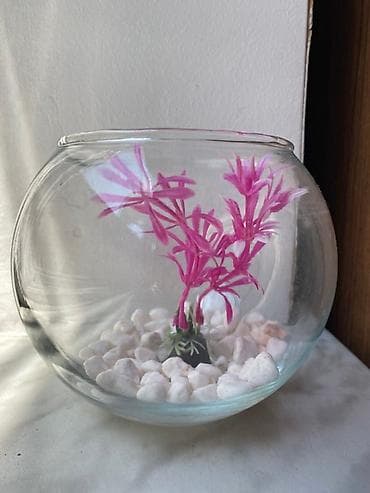 Yumru akvarium, Boş, 1 l lalafo.az -da Yumru akvarium, Boş, 1 l