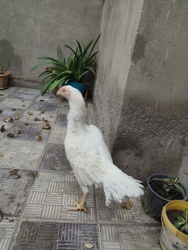 Ağ heyrəti toyuğu Nadir tapılan Azerbaycanda 1 ilin lalafo.az -da Ağ heyrəti toyuğu Nadir tapılan Azerbaycanda 1 ilin
