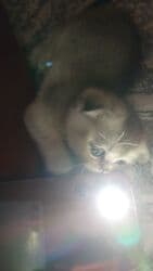 Erkək lalafo.az -da Erkək