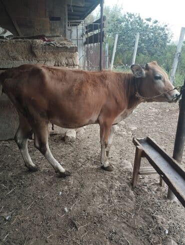 Dana, buzov, Dişi, ay: 2, Damazlıq, Ünvandan götürmə lalafo.az -da Dana, buzov, Dişi, ay: 2, Damazlıq, Ünvandan götürmə