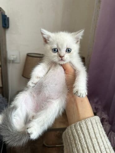 Color point sinsila erkey balalardi atasi gold anasi pointdi isteyen lalafo.az -da Color point sinsila erkey balalardi atasi gold anasi pointdi isteyen