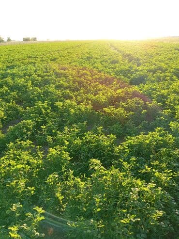 Yonca (lüsern) sahəsi – yemlik yaşıl kütlə - Məhsul: Yonca (Medicago lalafo.az -da Yonca (lüsern) sahəsi – yemlik yaşıl kütlə - Məhsul: Yonca (Medicago