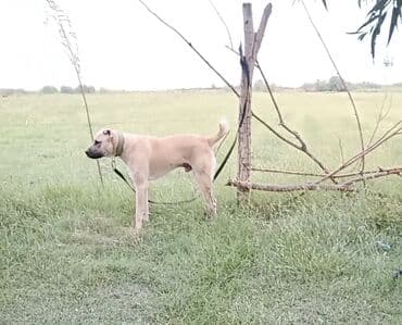 Kanqal, 1 il, Erkek lalafo.az -da Kanqal, 1 il, Erkek