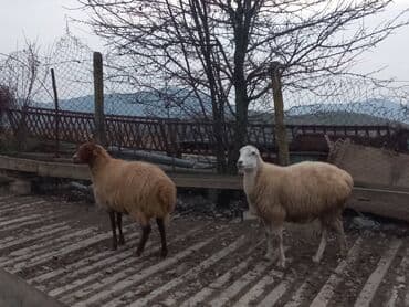 Super 2baş şişeydi bogazdi 2side təcili satilir. 070 744 57 64 lalafo.az -da — 2 Super 2baş şişeydi bogazdi 2side təcili satilir. 070 744 57 64 — 2