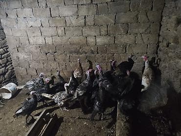 Təsvir: - Təsərrüfatda bəslənən hindular qrupu. - Rənglər: qara lalafo.az -da Təsvir: - Təsərrüfatda bəslənən hindular qrupu. - Rənglər: qara