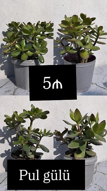 Pul gülü (Crassula ovata) – saksıda ətli yarpaqlı sukulent. - lalafo.az -da Pul gülü (Crassula ovata) – saksıda ətli yarpaqlı sukulent. -
