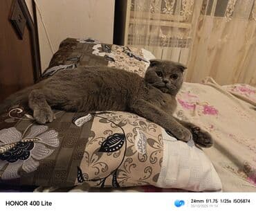 Britan yastı qulaq, Dişi, Yaxşı əllərə lalafo.az -da Britan yastı qulaq, Dişi, Yaxşı əllərə