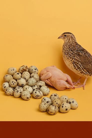 *🐥 Satışda: Texas Cinsli Bildirçinlər 🐥* ✅ *Təzə çıxmış cücələr və 25 lalafo.az -da *🐥 Satışda: Texas Cinsli Bildirçinlər 🐥* ✅ *Təzə çıxmış cücələr və 25