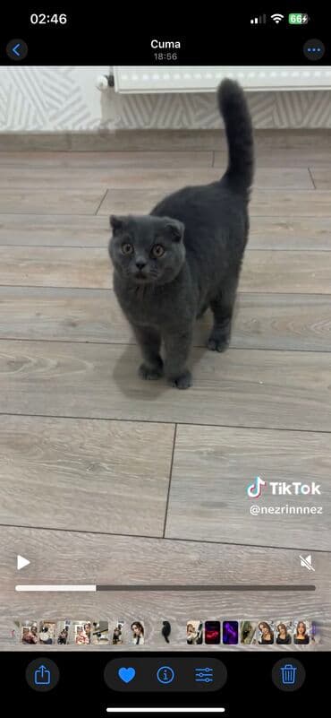 Şotland yastı qulaq, Dişi, Erkək, Ünvandan götürmə lalafo.az -da Şotland yastı qulaq, Dişi, Erkək, Ünvandan götürmə