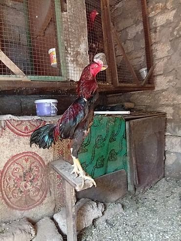 Xoruz, Heyratı, il: 1 lalafo.az -da Xoruz, Heyratı, il: 1