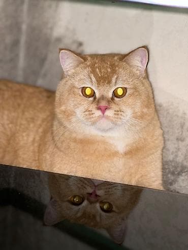 Ünvandan götürmə, Ödənişli çatdırılma lalafo.az -da Ünvandan götürmə, Ödənişli çatdırılma