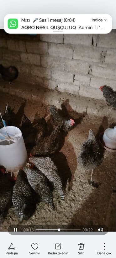 Ləpələr: Xarkov toyuqların çüçə və yumurta satışı olur yumurta 80 qəpik çüçəsi lalafo.az -da — 3 Ləpələr: Xarkov toyuqların çüçə və yumurta satışı olur yumurta 80 qəpik çüçəsi — 3