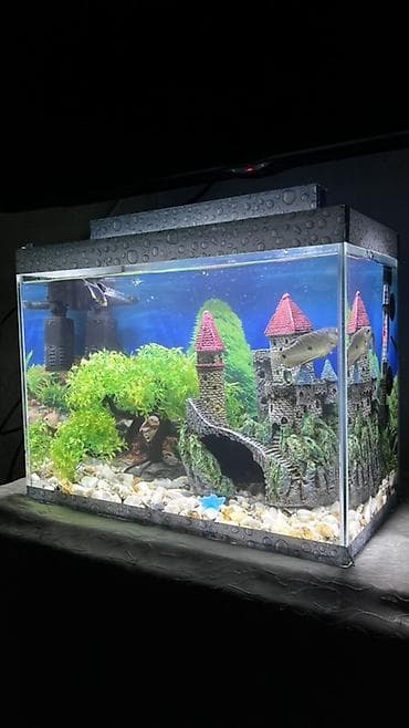 Akvaryum dəsti – şüşə akvarium və tam qurğu - Ölçü təxmini: orta lalafo.az -da Akvaryum dəsti – şüşə akvarium və tam qurğu - Ölçü təxmini: orta