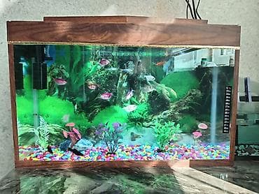 36L,nə grirsiz sə hamsin üsdün də, 12 də bali, okseqin ildir, üsdün in lalafo.az -da 36L,nə grirsiz sə hamsin üsdün də, 12 də bali, okseqin ildir, üsdün in