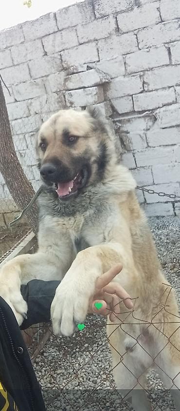 Balaca təsvir: - İri cüssəli, güclü quruluşlu it - Qalın, ikiqat tüklü lalafo.az -da Balaca təsvir: - İri cüssəli, güclü quruluşlu it - Qalın, ikiqat tüklü