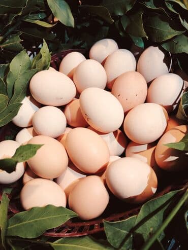 Toyuq, Australorp, Damazlıq, Ünvandan götürmə lalafo.az -da Toyuq, Australorp, Damazlıq, Ünvandan götürmə