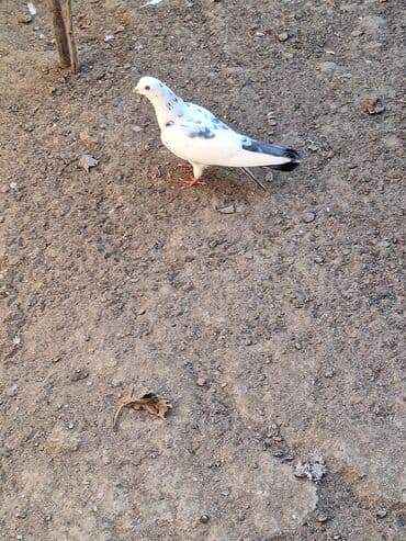 2 erkey 1 maya lalafo.az -da 2 erkey 1 maya