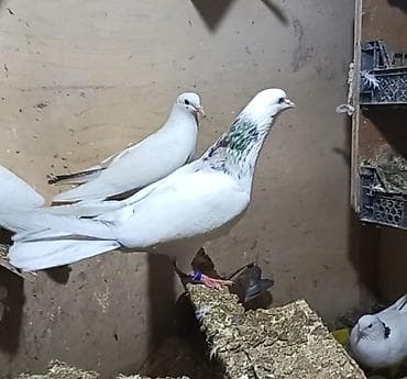 Peçat evreş boyun evreş quyruq erkeydi pul lazımdı deyen satılır quw lalafo.az -da Peçat evreş boyun evreş quyruq erkeydi pul lazımdı deyen satılır quw