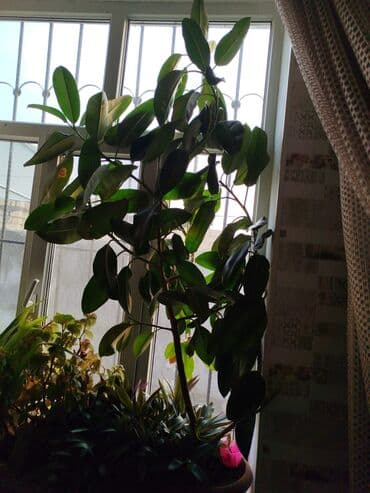 Fikus elastika (kauçuk ağacı) – iri, parlaq tünd-yaşıl yarpaqlı lalafo.az -da Fikus elastika (kauçuk ağacı) – iri, parlaq tünd-yaşıl yarpaqlı