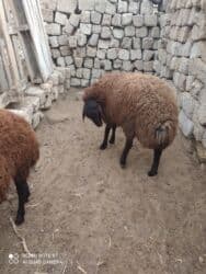 2 dənə ERKƏY Qala quzular satılır əsl qoçulq super heyvanlardı qiymət lalafo.az -da 2 dənə ERKƏY Qala quzular satılır əsl qoçulq super heyvanlardı qiymət