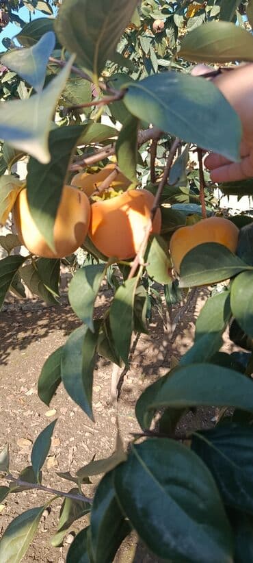 Сухофрукты: Məhsulun heç bir çürüyü yoxdur.Ağacda qalıb dərilmiyib.Kim istəyir at lalafo.az — 2 Сухофрукты: Məhsulun heç bir çürüyü yoxdur.Ağacda qalıb dərilmiyib.Kim istəyir — 2