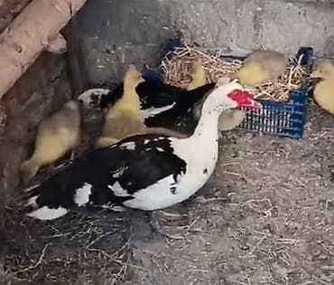 Lal ördək xoruzu satılır aktiv xoruzdu at lalafo.az Lal ördək xoruzu satılır aktiv xoruzdu