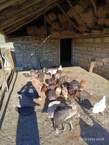 Məhsul: Hindi quşları (qrup halında sürü) Sağlam HİNDUŞKALAR di lalafo.az -da Məhsul: Hindi quşları (qrup halında sürü) Sağlam HİNDUŞKALAR di