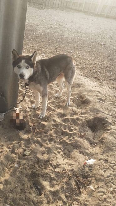 Xaski, 2 il, Erkek, Peyvəndli, Ünvandan götürmə lalafo.az -da Xaski, 2 il, Erkek, Peyvəndli, Ünvandan götürmə