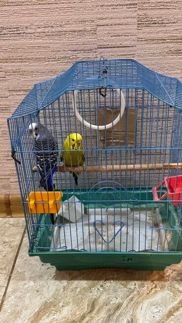 Лекарства для животных: Məhsul: Dalmatin və sarı-yaşıl rənglərdə iki dalğalı tutuquşu (Budzı) at lalafo.az — 1 Лекарства для животных: Məhsul: Dalmatin və sarı-yaşıl rənglərdə iki dalğalı tutuquşu (Budzı) — 1