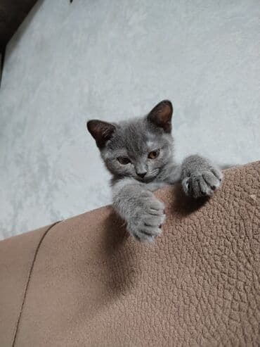 Britan, Erkək, Dişi, Ünvandan götürmə lalafo.az -da Britan, Erkək, Dişi, Ünvandan götürmə