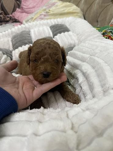 Pudel, 1 ay, Ünvandan götürmə lalafo.az -da Pudel, 1 ay, Ünvandan götürmə