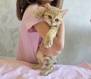 Britan, Erkək, Yaxşı əllərə, Ünvandan götürmə lalafo.az -da Britan, Erkək, Yaxşı əllərə, Ünvandan götürmə