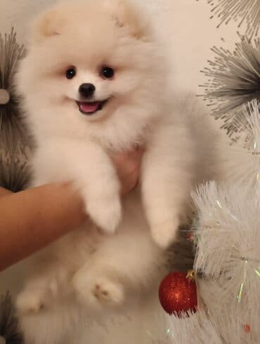 Şpitz, 3 ay, Erkek, Peyvəndli, Ünvandan götürmə, Ödənişli çatdırılma lalafo.az -da Şpitz, 3 ay, Erkek, Peyvəndli, Ünvandan götürmə, Ödənişli çatdırılma