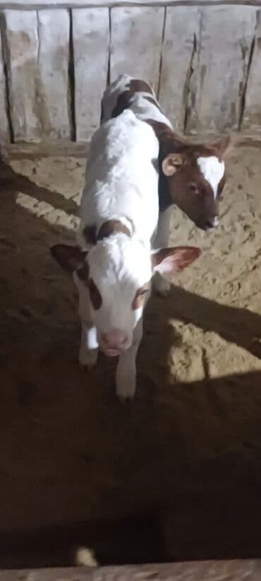 Буйволы: 1 həftəlik buzovlardı 1 erker 1 dişi at lalafo.az — 5 Буйволы: 1 həftəlik buzovlardı 1 erker 1 dişi — 5