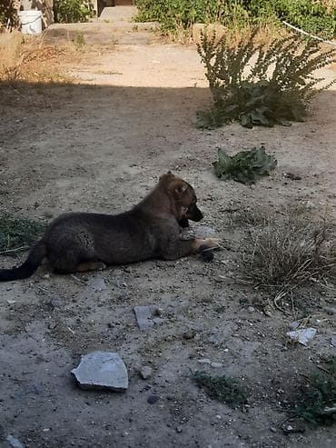 Kanqal, 2 ay, Erkek, Peyvəndli, Ünvandan götürmə lalafo.az -da Kanqal, 2 ay, Erkek, Peyvəndli, Ünvandan götürmə