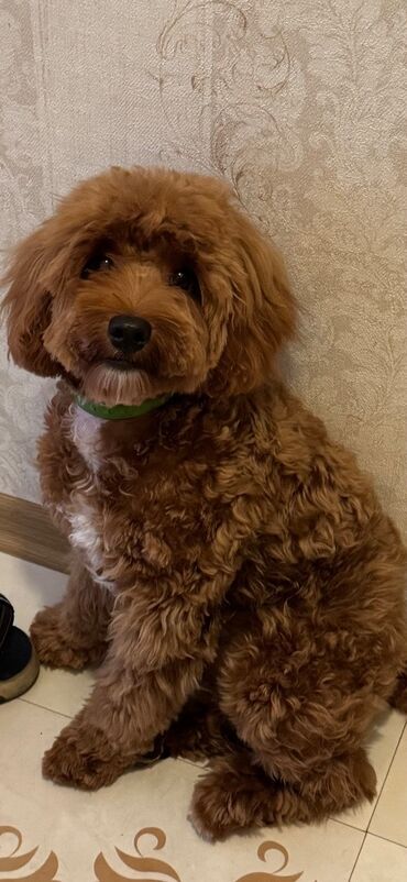 Malta bolonka, 7 ay, Erkek, Peyvəndli, Ünvandan götürmə lalafo.az -da Malta bolonka, 7 ay, Erkek, Peyvəndli, Ünvandan götürmə