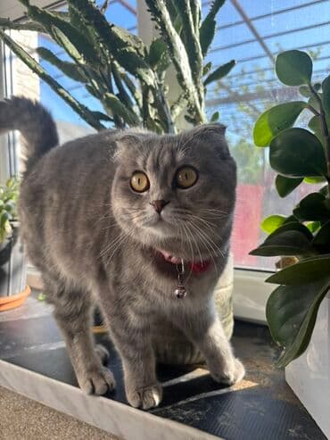 Şotland yastı qulaq, Dişi lalafo.az -da Şotland yastı qulaq, Dişi